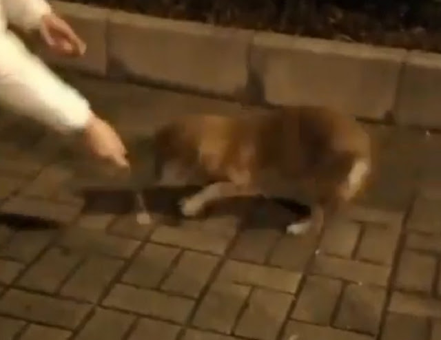 chien pleure nourri rue par inconnue 002